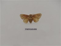 藏品(銀灰帶刺蛾)的圖片